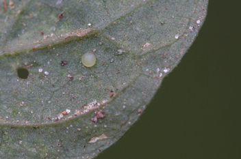 Texan Crescent egg